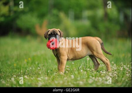 Bullmastiff Welpen Stockfoto