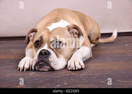 Continental Bulldog liegend Stockfoto