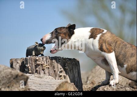 Miniatur Bullterrier Stockfoto
