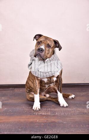 Olde English Bulldogge sitzend Stockfoto
