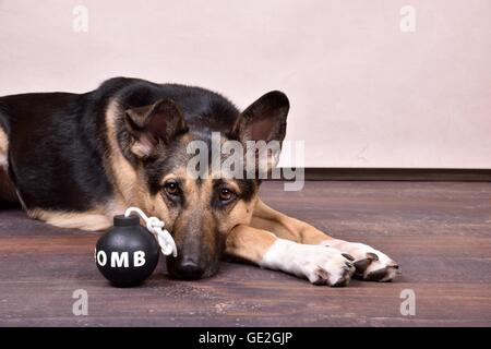 liegender Schäferhund-Mischling Stockfoto