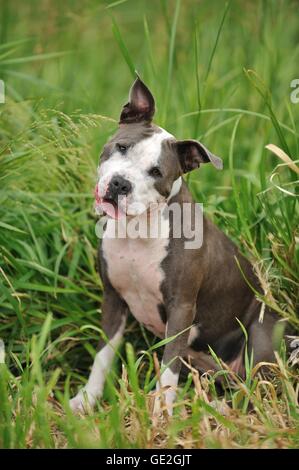 Amerikanischer Staffordshire-Terrier sitzend Stockfoto