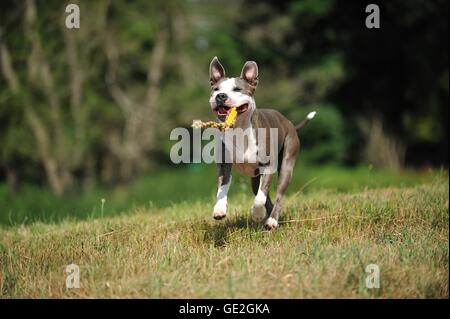 Amerikanischer Staffordshire-Terrier spielen Stockfoto