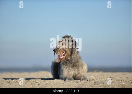 Irischer Wolfshund liegen Stockfoto