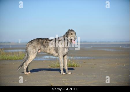 Irischer Wolfshund Stockfoto