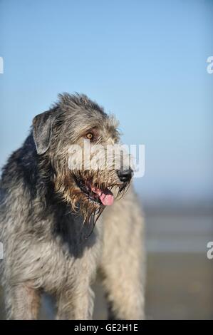 Irischer Wolfshund Portrait Stockfoto