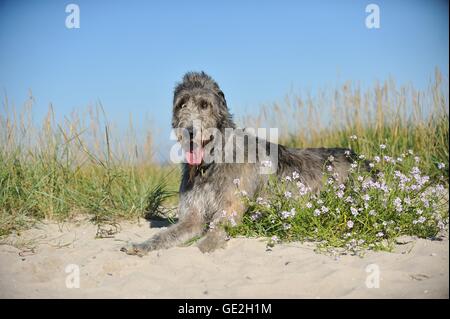 Irischer Wolfshund liegen Stockfoto