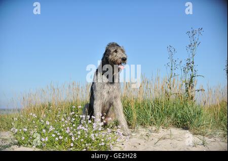 Irischer Wolfshund zu sitzen Stockfoto