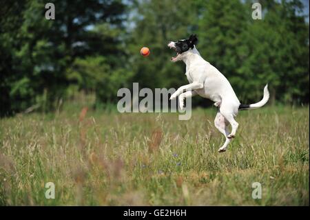 Mischling zu spielen Stockfoto