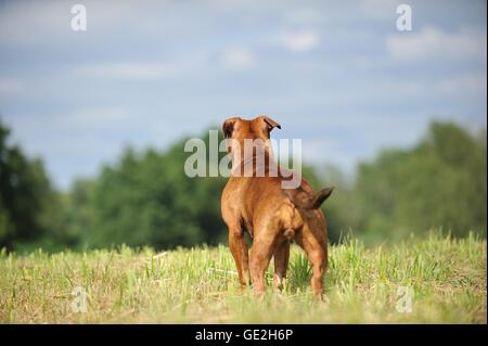 Wiedergeburt-Bulldog Stockfoto