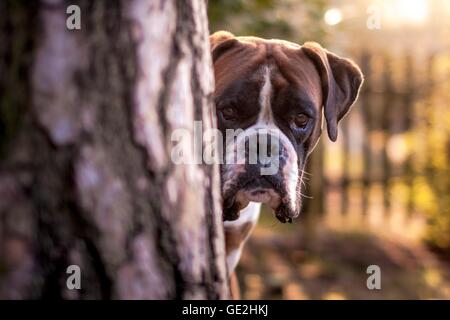 Deutscher Boxer Portrait Stockfoto