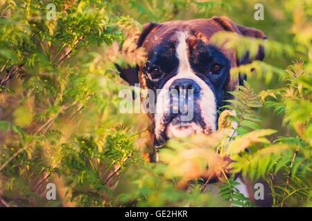 Deutscher Boxer Portrait Stockfoto