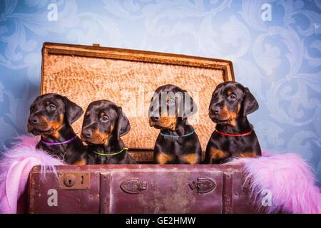 Dobermann-Welpen Stockfoto