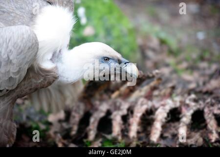 Eurasische griffon Stockfoto