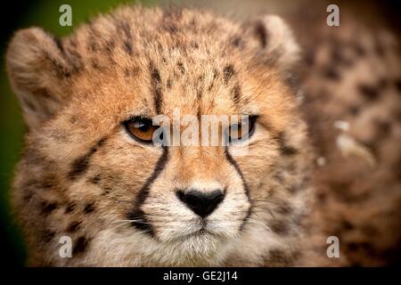 Gepard Stockfoto