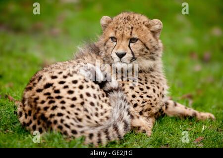 Gepard Stockfoto