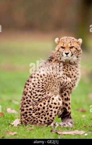 Gepard Stockfoto