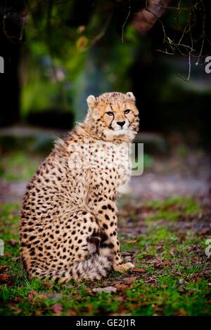 Gepard Stockfoto