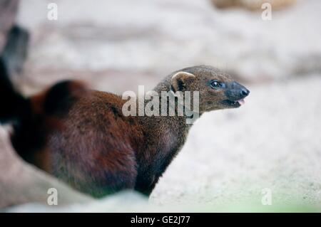 gemeinsamen grauen Mungo Stockfoto