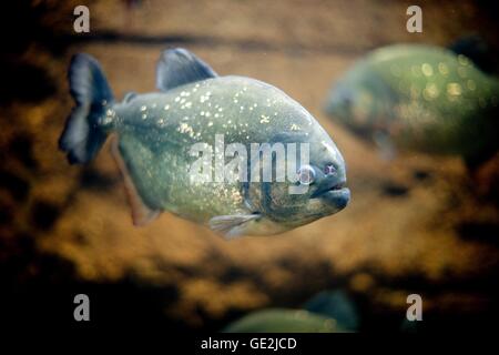 Piranha Stockfoto