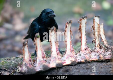 Carrion crow Stockfoto