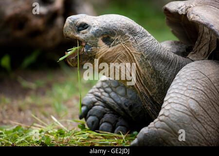 Galapagos Riesenschildkröte Stockfoto