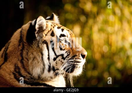 Tiger Stockfoto