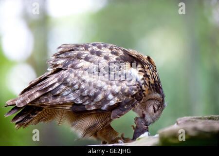 Eurasische Adler-Eule Stockfoto