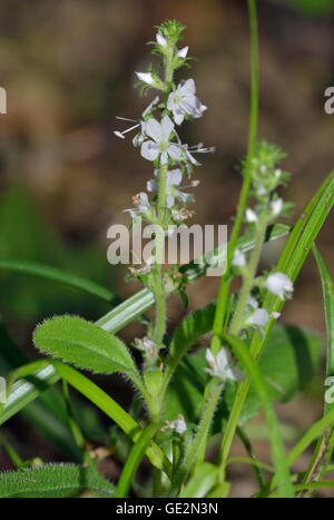 Heide-Ehrenpreis - Veronica Officinalis sauren Wiese Blume Stockfoto