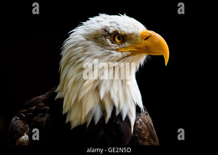 Captive Weißkopf-Seeadler bei Hawk Conservancy Trust. Stockfoto