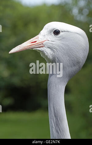 Blue Crane (Anthropoides Paradisea). Porträt. Profil. Männlichen Erwachsenen. Stockfoto