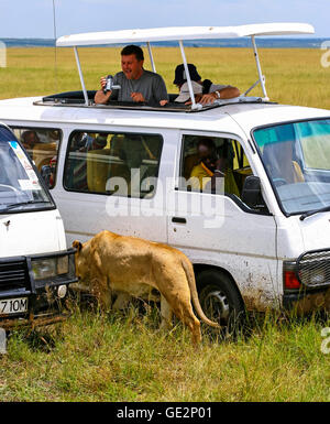 Menschen, die vor dem Löwen während Safari Spiel fahren in Masai Mara National Reserve. Stockfoto