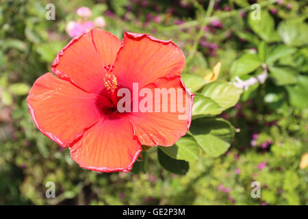 Blühende rote Hibiskusblüten Stockfoto