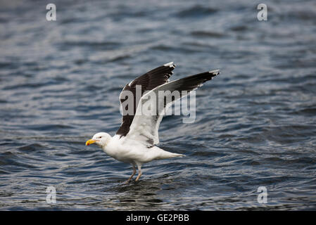 Mehr Black-backed Gull (Larus Marinus) aussteigen am Meer Stockfoto