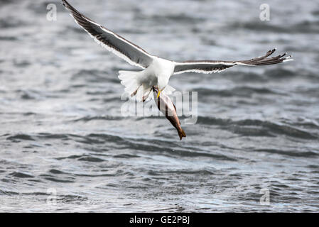 Mehr Black-backed Gull (Larus Marinus) mit toten Fischen, die anschließend für den Vogel zu groß erwiesen. Stockfoto