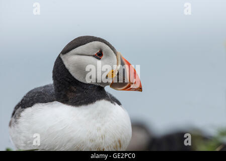 Papageitaucher (Fratercula Arctica). Nahaufnahme des Kopfes im Sommer. Stockfoto