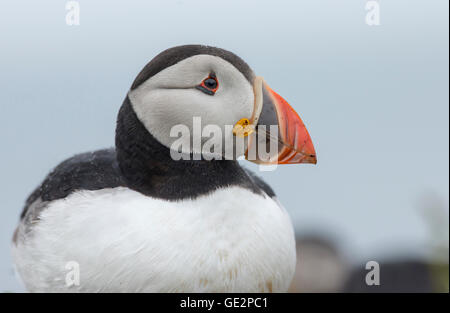 Papageitaucher (Fratercula Arctica). Nahaufnahme des Kopfes im Sommer. Stockfoto