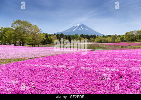 Japan Shibazakura Festival mit dem Bereich der rosa Moss von Sakura oder Kirschblüte mit Berg Fuji Yamanashi, Japan Stockfoto