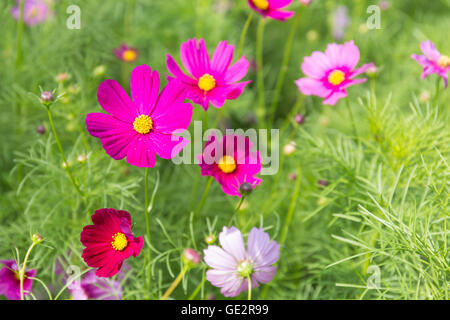 Rosa rot Cosmos Blume im Feld Stockfoto