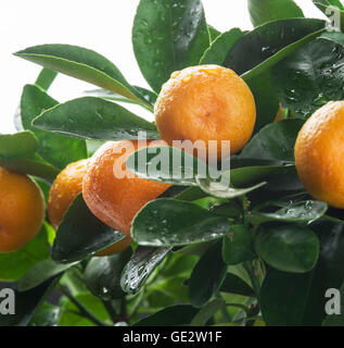 Reife Mandarinen Früchte auf dem Baum. Blauer Himmelshintergrund. Stockfoto