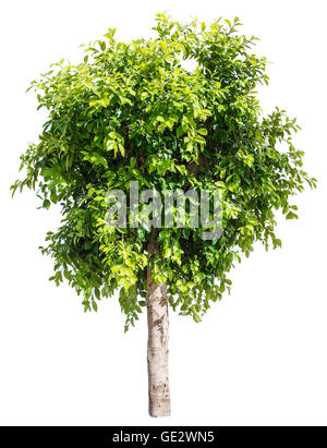 Ficus-Baum. Datei enthält Beschneidungspfade. Stockfoto