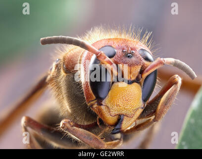 Makroaufnahme der Hornet oder gelbe Jacke. Stockfoto