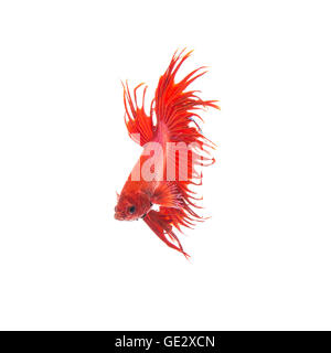 Orange Rot siamesische Kampffische Betta Splendens isoliert auf weißem Hintergrund Stockfoto