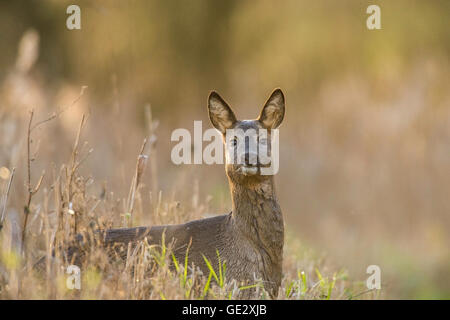 Rehwild Doe starrte auf die Kamera. Stockfoto