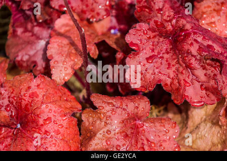 Heuchera-Anlage bei der RHS Royal Horticultural Society 2016 Flower Show an Tatton PARK, Knutsford, UK Stockfoto