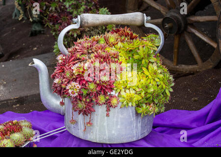 Anlage Frühstück mit Sempervivum, eine Gattung von über 40 Arten von Blütenpflanzen in der Crassulaceae Familie, allgemein bekannt als houseleeks. Weitere Namen gehören liveforever und Henne und Küken, ein Name mit Werken anderer Gattungen geteilt. Sie sind saftige Stauden bilden Matten aus getuftete Blätter in Rosetten an Großbritanniens größte unabhängige flower show.. Stockfoto