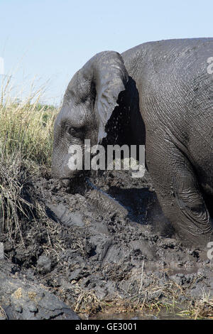 Kopf und Schultern der Elefant Loxodonta Africana genießen ein Schlammbad auf der Seite der Chobe River in Botswana Stockfoto