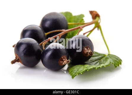 Reife schwarze Johannisbeeren mit Blättern isoliert auf weißem Hintergrund Stockfoto