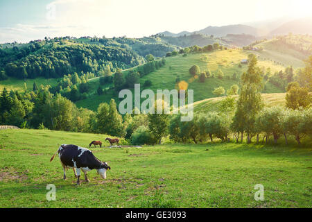 Kühe und Pferde in freier Wildbahn, auf grünen Hügeln mit der untergehenden Sonne Stockfoto