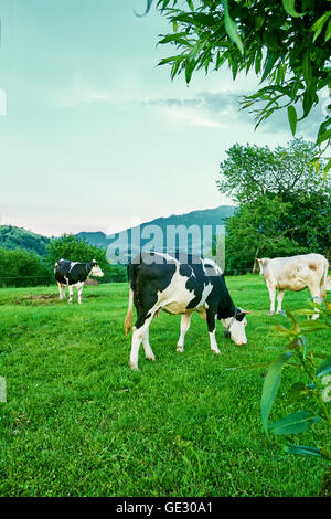 Treibhauseffekt verursacht durch Kühe essen auf Feld Stockfoto